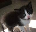 Dennis 5 v
